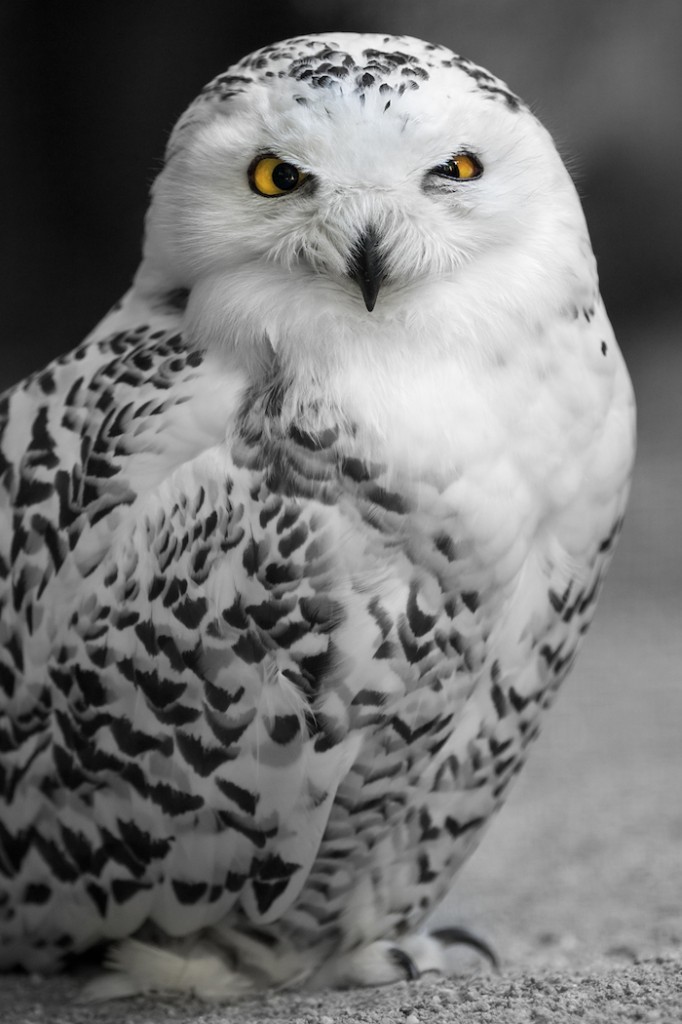 Snowy Owl