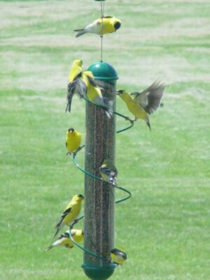 17" Green Spiral Finch Tube Bird Feeder