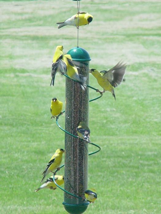 17" Green Spiral Finch Tube Bird Feeder