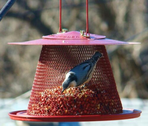 Red Cardinal Wire Mesh Bird Feeder - Image 2