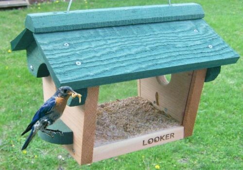 Bluebird Feeder - Image 2