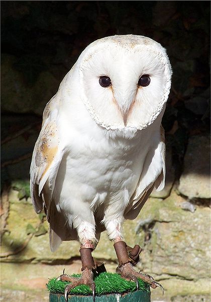 Barn owl