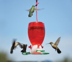 10 OZ Big Red Hummingbird Bird Feeder