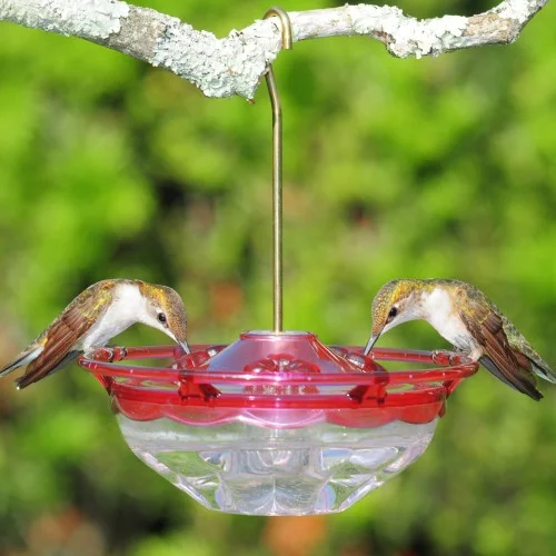 04 OZ HummBlossom Hummingbird Bird Feeder - Rose Color