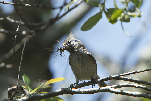 Oak Titmouse. Photograph by Alan Vernon