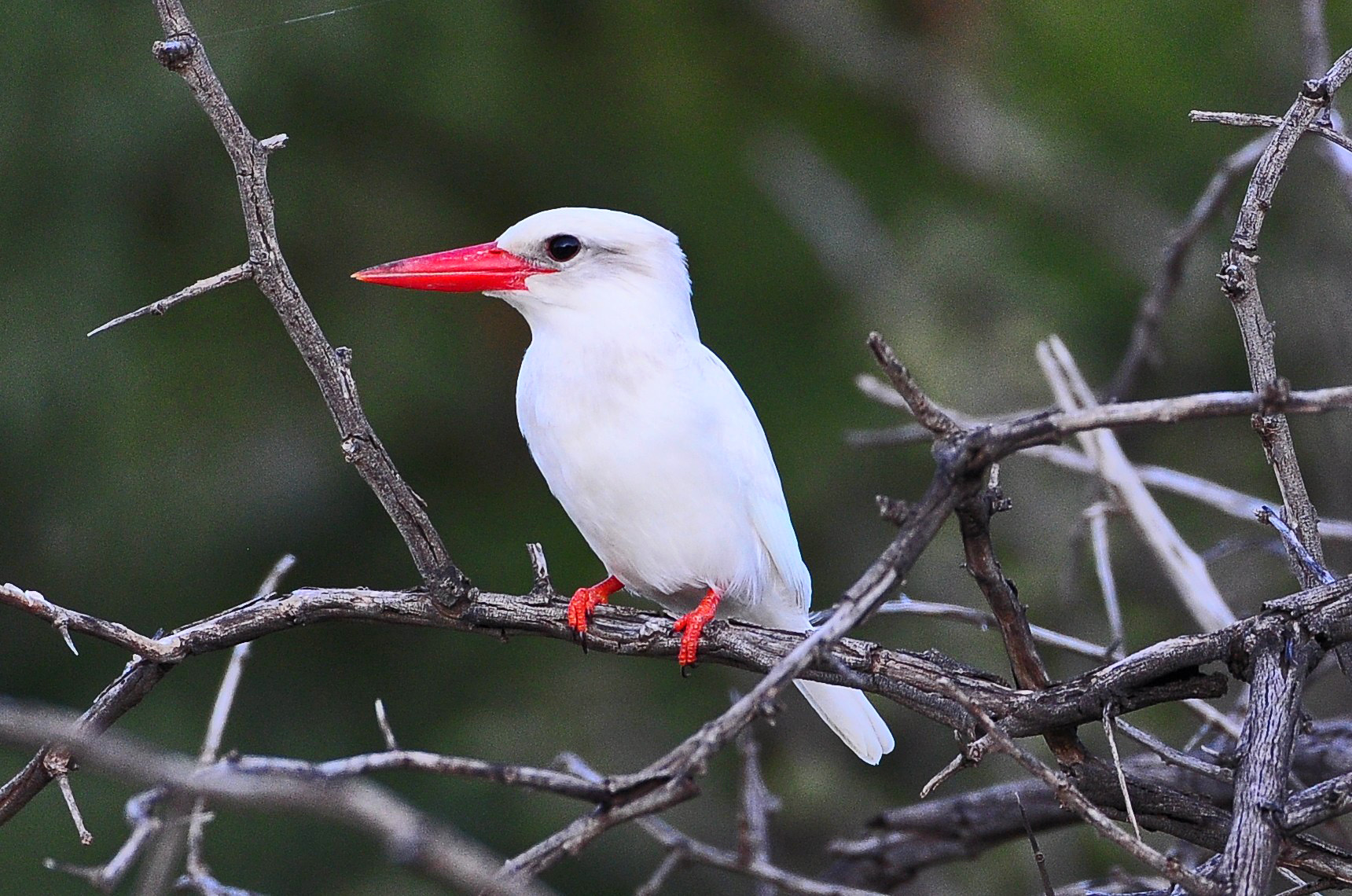 Leucistic Brown-hooded Kingfisher photographed by Ian white