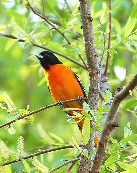 474px-Baltimore_oriole_male