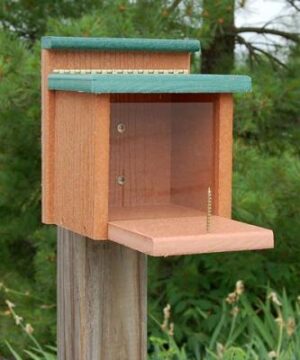 Going Green Squirrel Munch Box