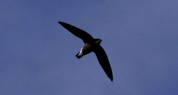 661px-White-throated_Needletail_09