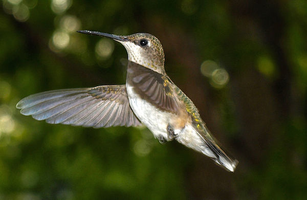 748px-Ruby-throated_Hummingbird