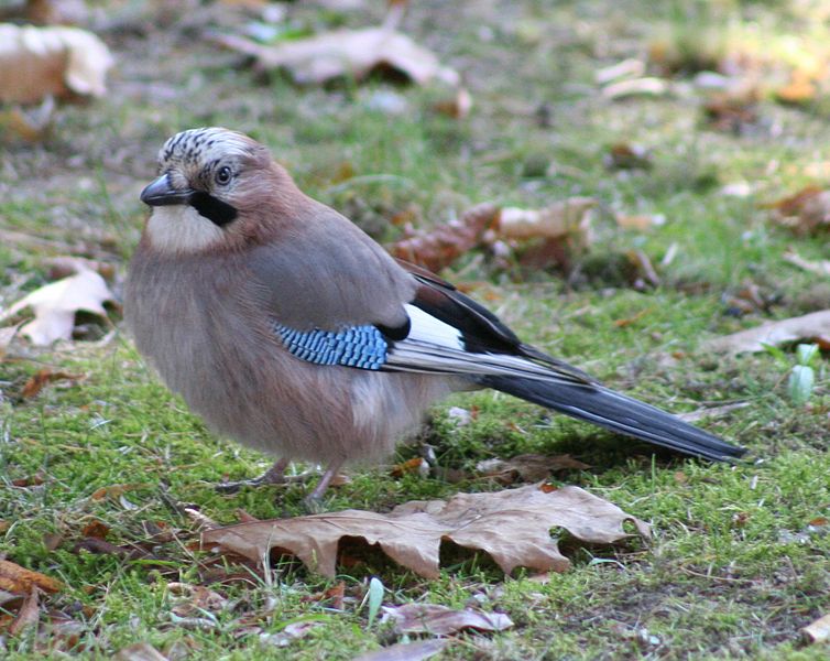 Eurasian Jay