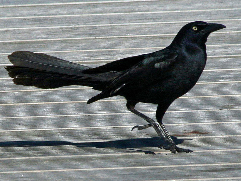 Male Great-tailed Grackle