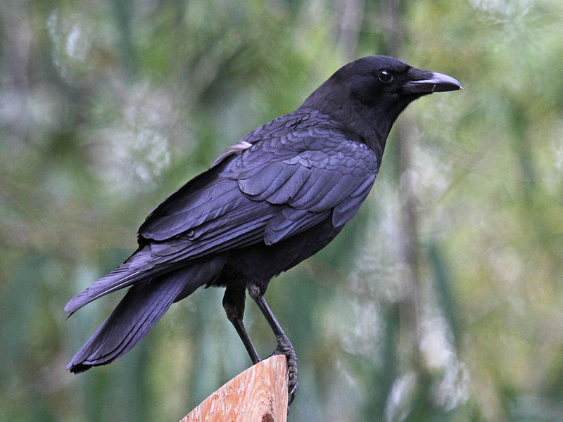 How to Tell Apart Crows and Ravens