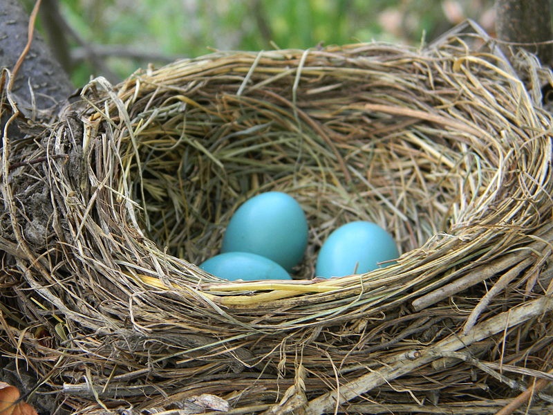 800px-American_Robin_Nest_with_Eggs