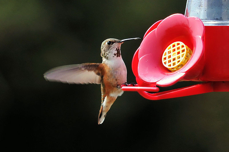 800px-Rufous_hummingbird_(female)