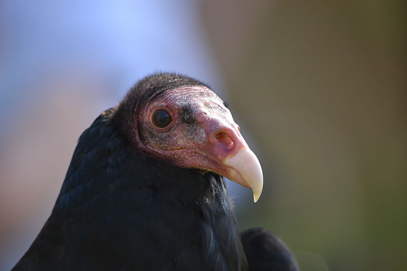 800px-Turkey_Vulture_headshot