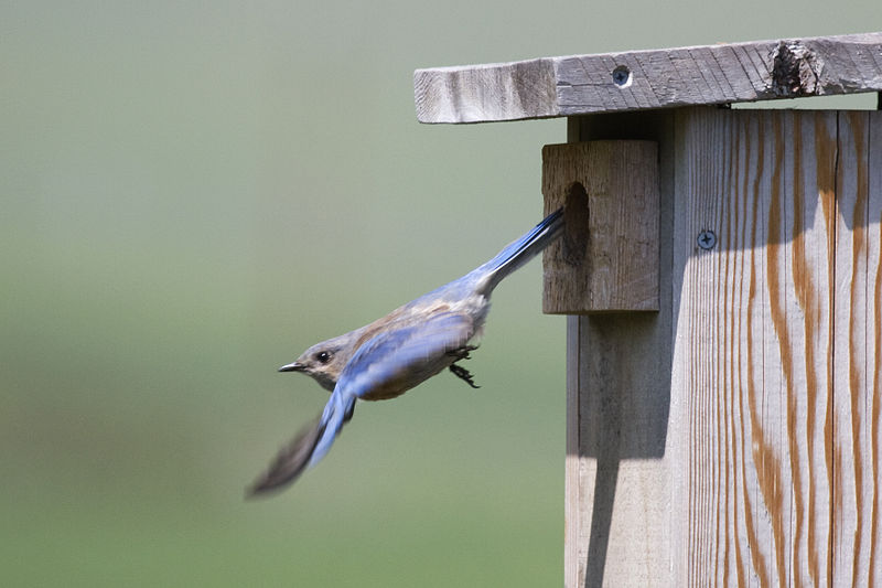 800px-Western_Bluebird_leaving_nest_box