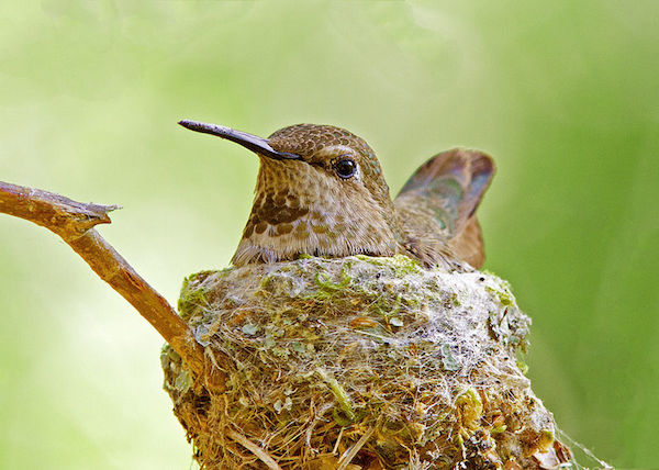 Anna's_Hummingbird_Nest