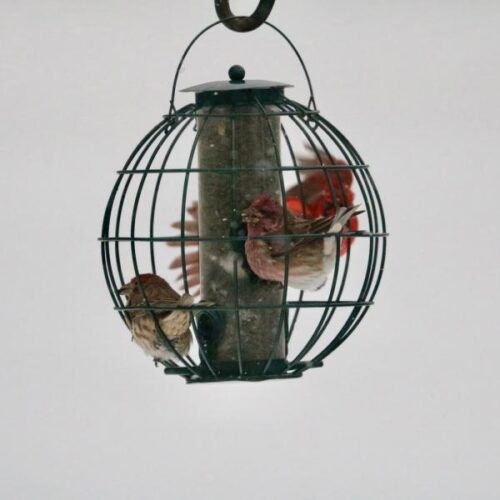 Petite Ball Caged Seed Feeder - Image 3