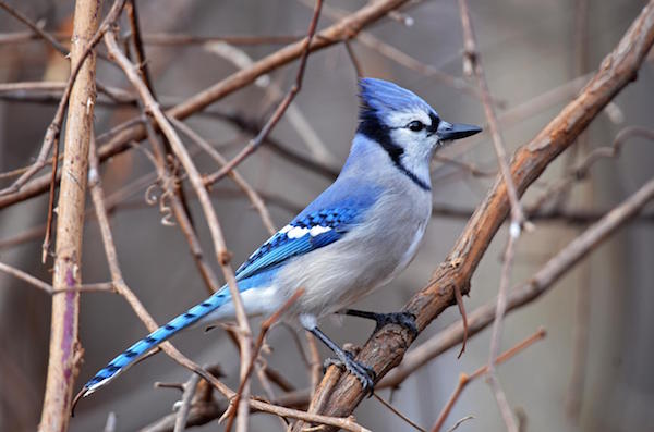 Blue Jay in the Brush