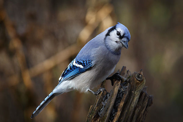 Blue_Jay_IMG_7928