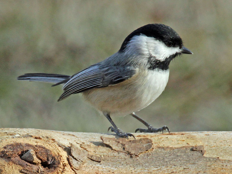 Carolina Chickadee