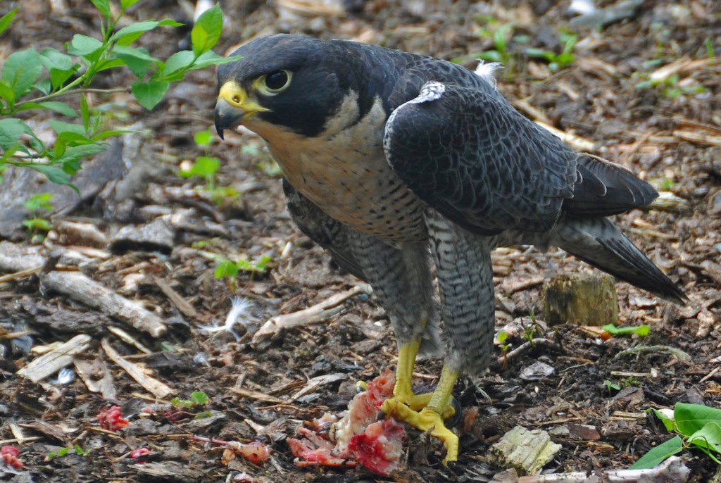 Falco_peregrinus_-Nova_Scotia,_Canada_-eating-8