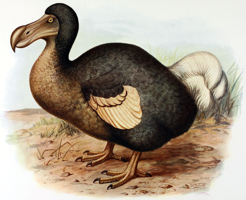 An illustration of a Dodo by Frederick William Frohawk.