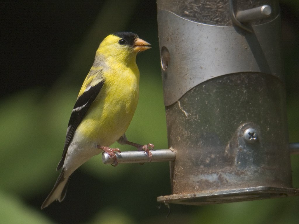 Goldfinch_tgo