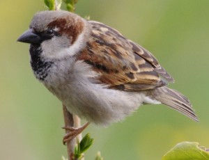 House_sparrow_branch.closeup