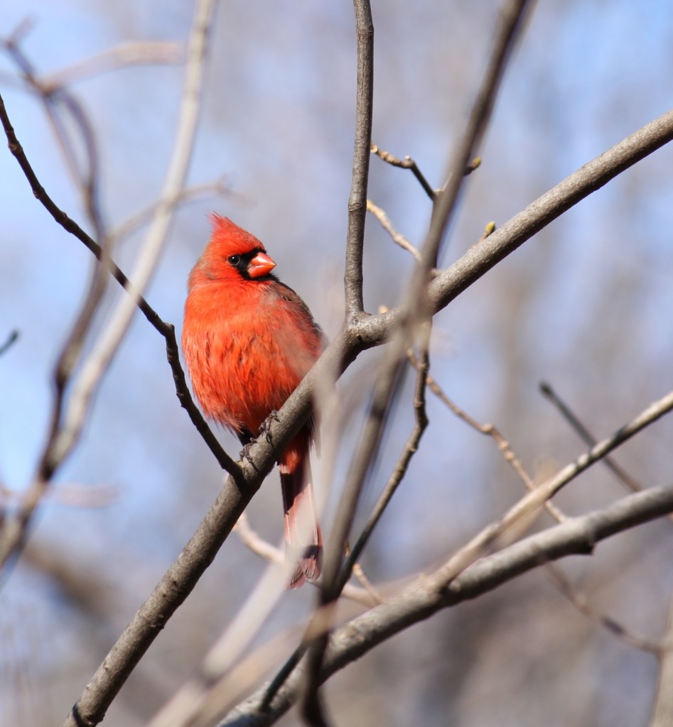 Male Northern Cardinal in Prospect Park