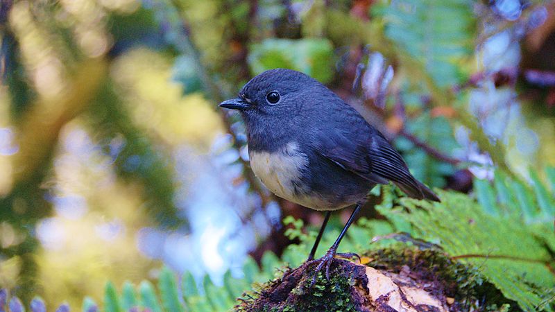 "New Zealand robin" by Tomas Sobek is licensed under CC BY 2.0