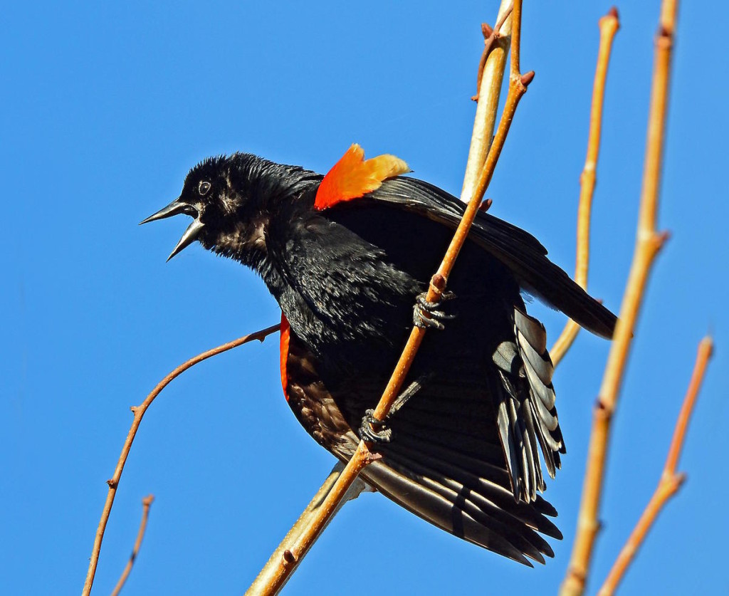 Redwing Singing