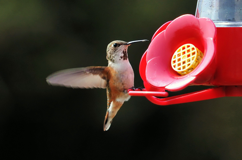 Rufous_hummingbird_(female)