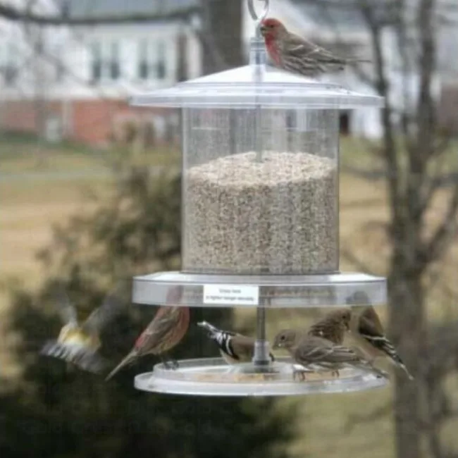 Songbird Essentials All Weather Feeder 6 Qt. Clear