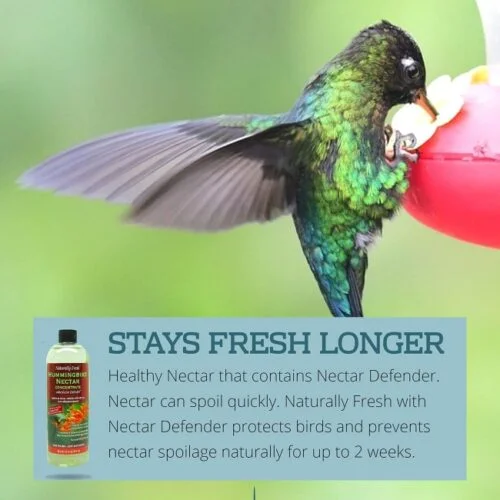 16 oz Hummingbird Nectar Concentrate - Image 3