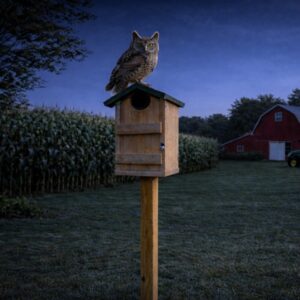Screech Owl House