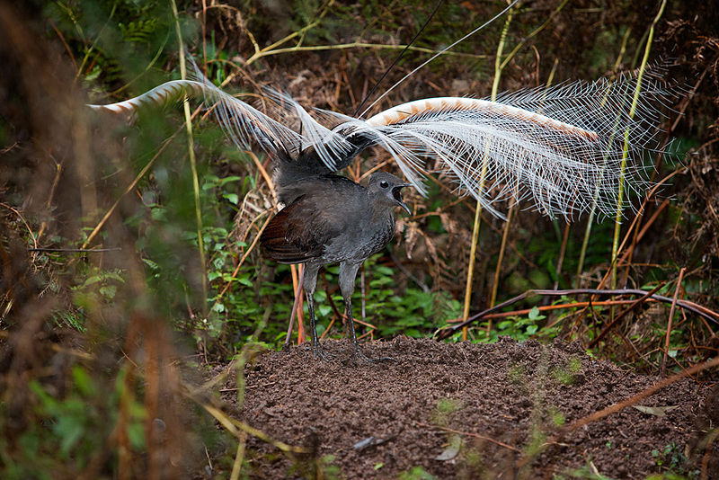 Superb_Lyrebird_mound_dance