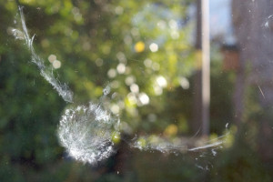 Thomas_Mongabay_image2.strike.568