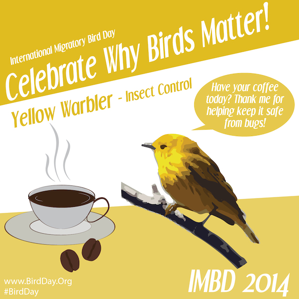 Why-Birds-Matter-Warbler