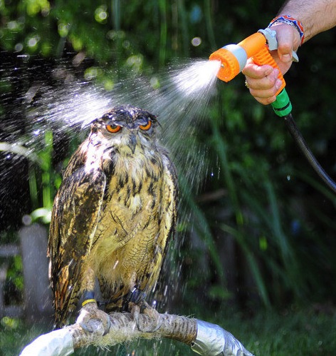 Owl getting sprayed with water