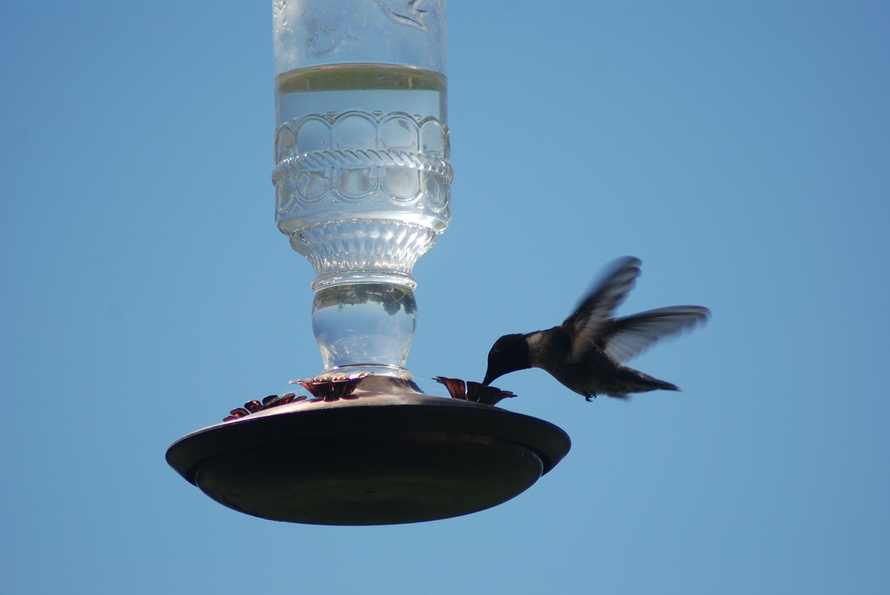 bird-401250_1280