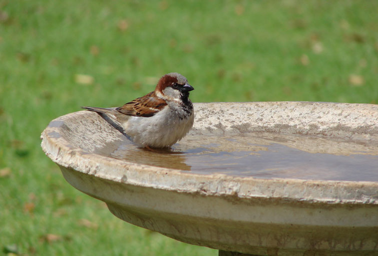 bird in bird bath