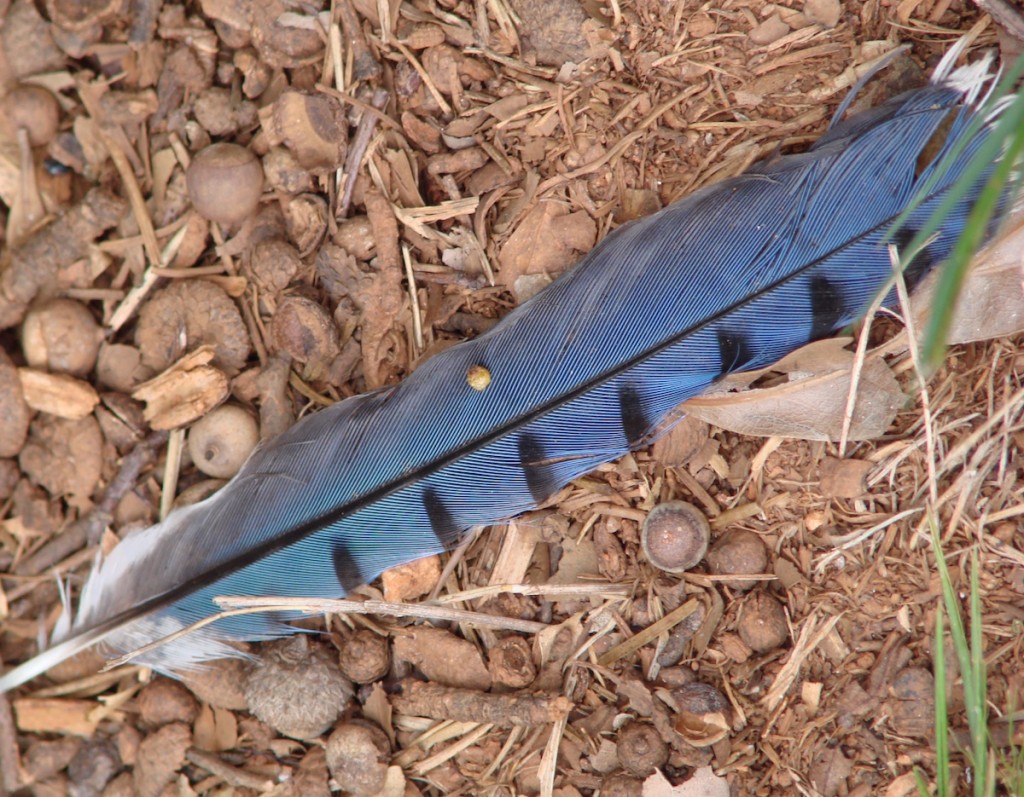 blue-jay-feather