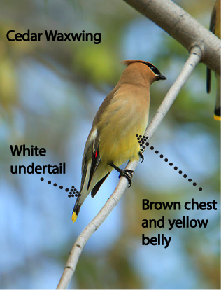 cedar-waxwing