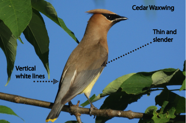 cedar2