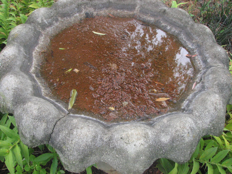 dirty bird bath