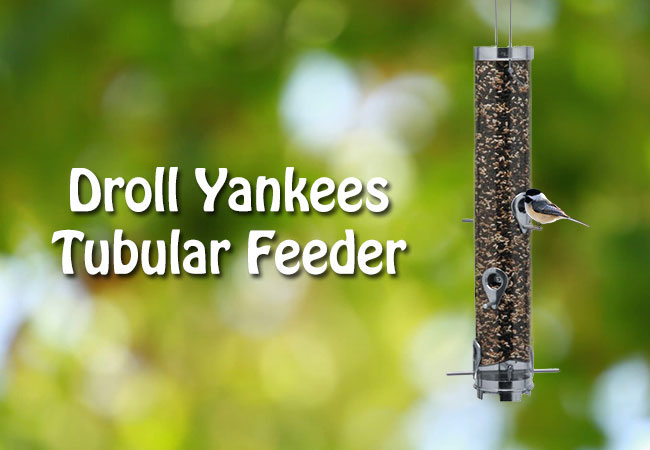 droll-yankees-tubular