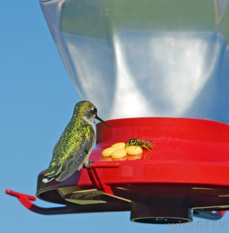 hummingbird feeder