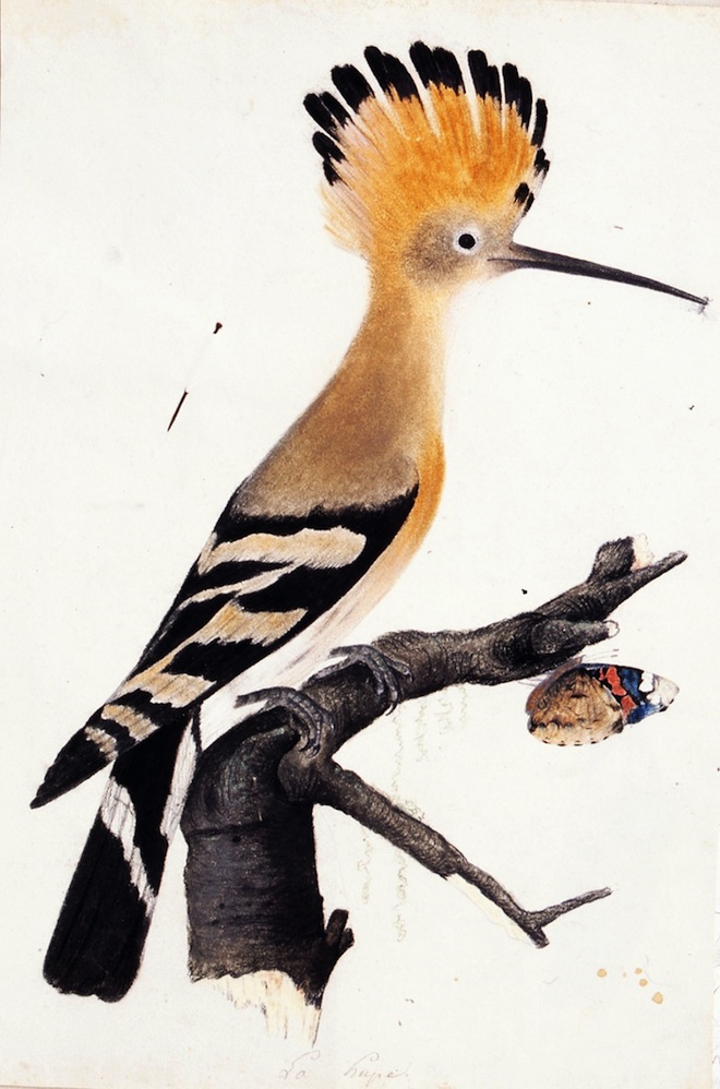 larochelle29folio9hoopoe